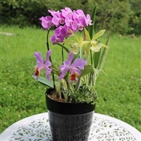 【大場蘭園】鴨川発季節の洋蘭寄せ植え(大)  [0030-0084]