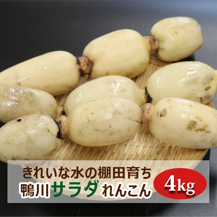 【きれいな水の棚田育ち】シャキっと甘い『鴨川サラダれんこん』 4kg [0014-0028]