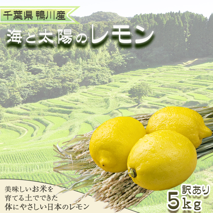 《12月発送》【皮まで食べられる】海と太陽のレモン【訳あり品-優品-】５kg（約40個）　[0011-0058]