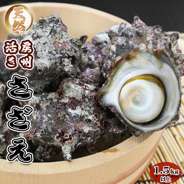 【漁協直送！】天然 活き『房州サザエ』 1.5kg以上（８～12個）　《期間限定》《数量限定》《配送日指定OK》《配送指定 令和7年11月末日まで》さざえ 栄螺 [ウオポート][0015-0051]