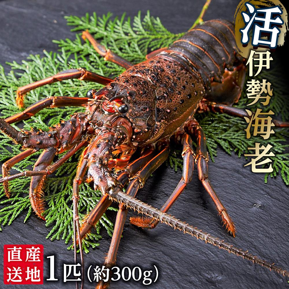 活 伊勢海老 1匹(約300g)南紀黒潮イセエビ 年末年始 お正月|期間限定 漁師直送 海鮮 とれたて 人気