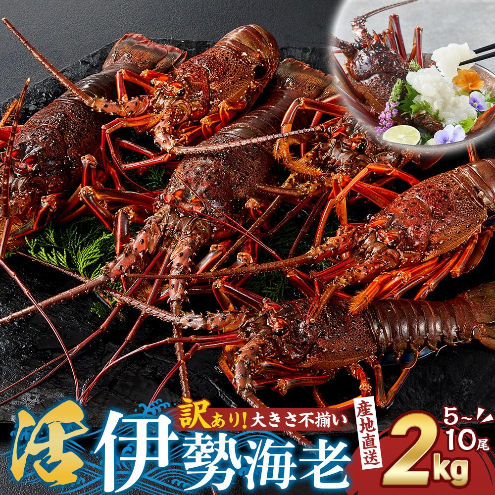 [訳あり]天然 活 伊勢海老 約2kg( 5〜10尾 大きさ 不揃い )南紀黒潮イセエビ 年末年始 お正月 お届け可| 期間限定 漁師直送 海鮮 海老 とれたて 人気