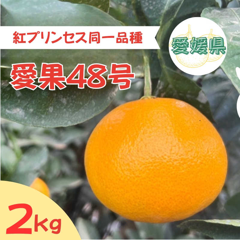 【2026年3月発送予定】愛果48号 2kg L～2Lサイズ 紅プリンセス同一品種 農園直送 みかん 愛媛 人気 数量限定 先行予約 柑橘 伊予市｜B169