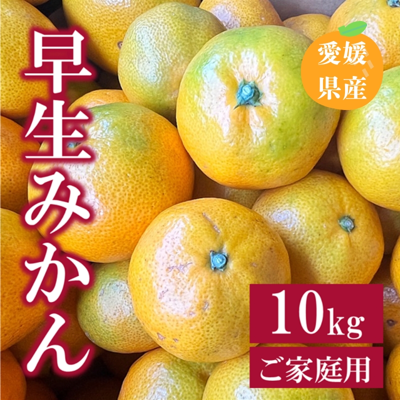 早生みかん 10kg ご家庭用 農園直送 先行予約 【11月以降順次発送予定】 愛媛 数量限定 愛媛県産 人気 柑橘 伊予市|B255