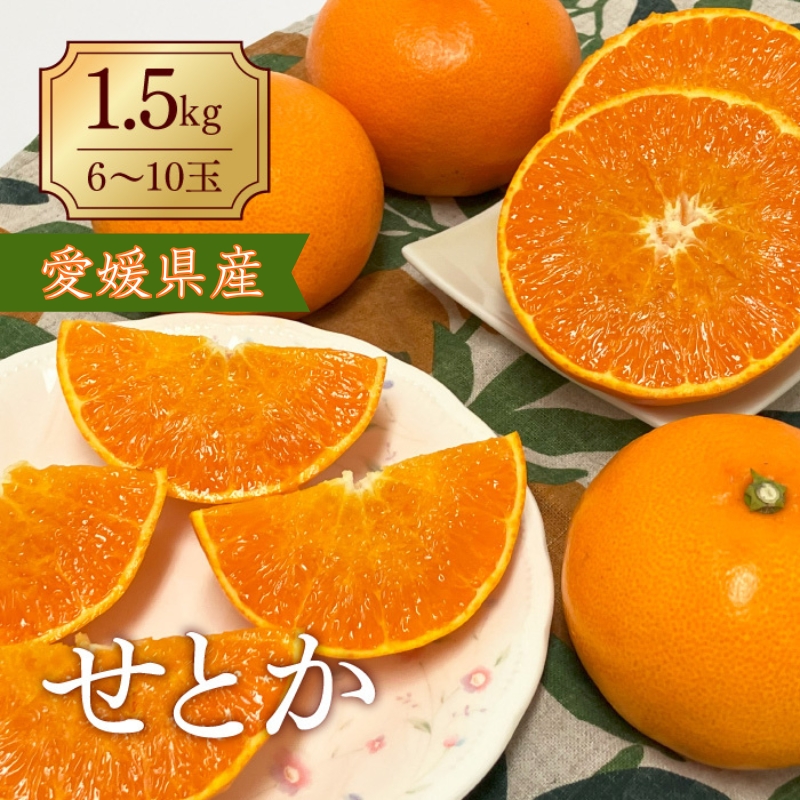 みかん 愛媛 せとか(1.5kg) 人気 数量限定 先行予約 【2026年2月下旬以降発送】 柑橘 伊予市|B30