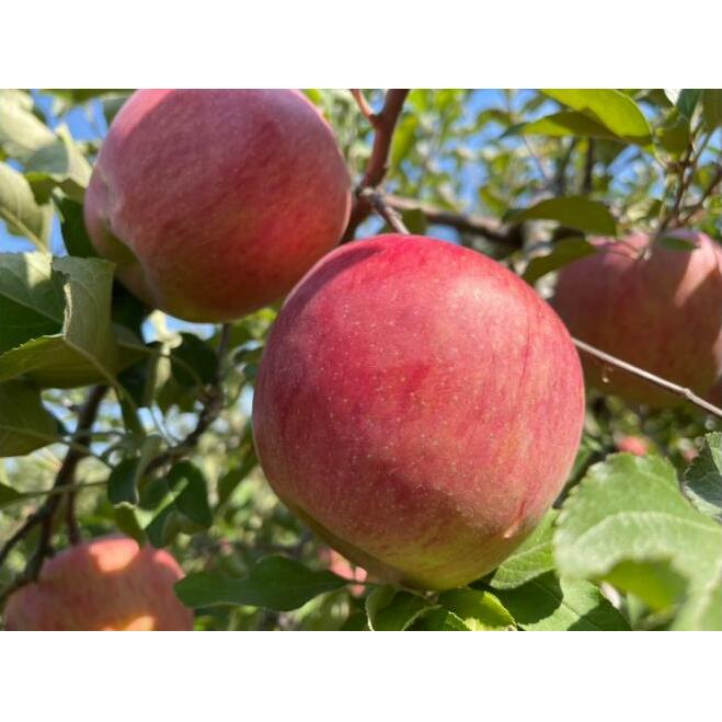 信州りんご・サンふじ（訳あり品・家庭食用）約5kg（12個～16個）長野市 特産品 果物 フルーツ お取り寄せ