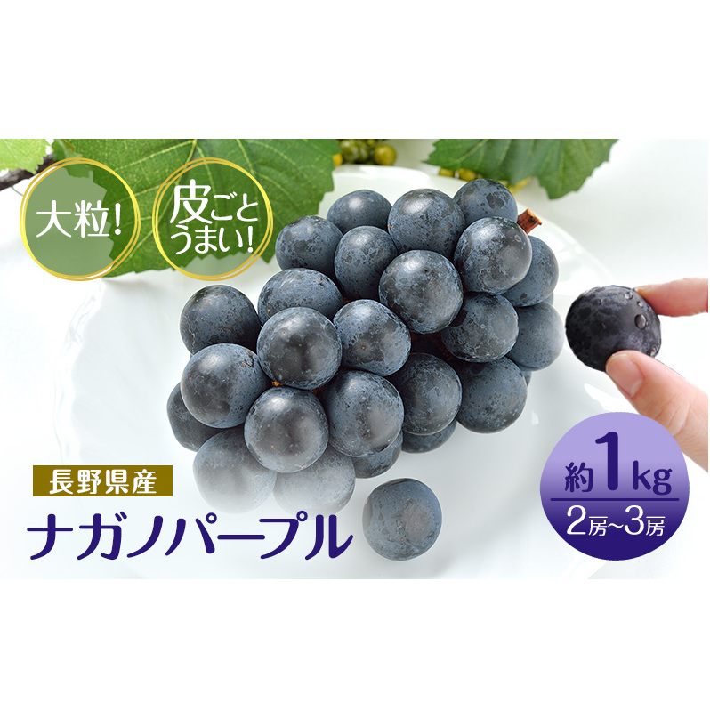 ぶどう 先行予約 長野市産 ナガノパープル 皮ごとうまい！ 大粒2～3房 約1kg 果物 ブドウ 葡萄 フルーツ デザート おやつ 種なし 大粒 信州 2025年秋発送 