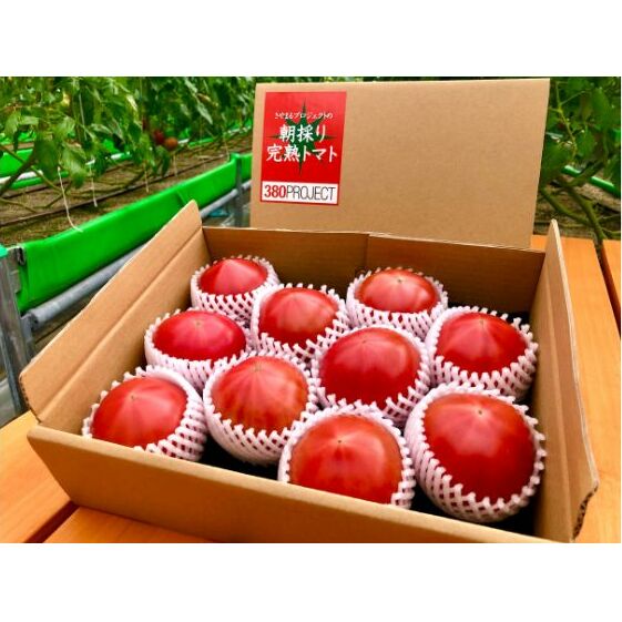 さやまるプロジェクトの朝採り完熟トマト(1.5kg) 野菜 甘味 酸味 バランス 食べごたえ ジューシー サラダ そのまま 食材 産地直送 長野県産 国産
