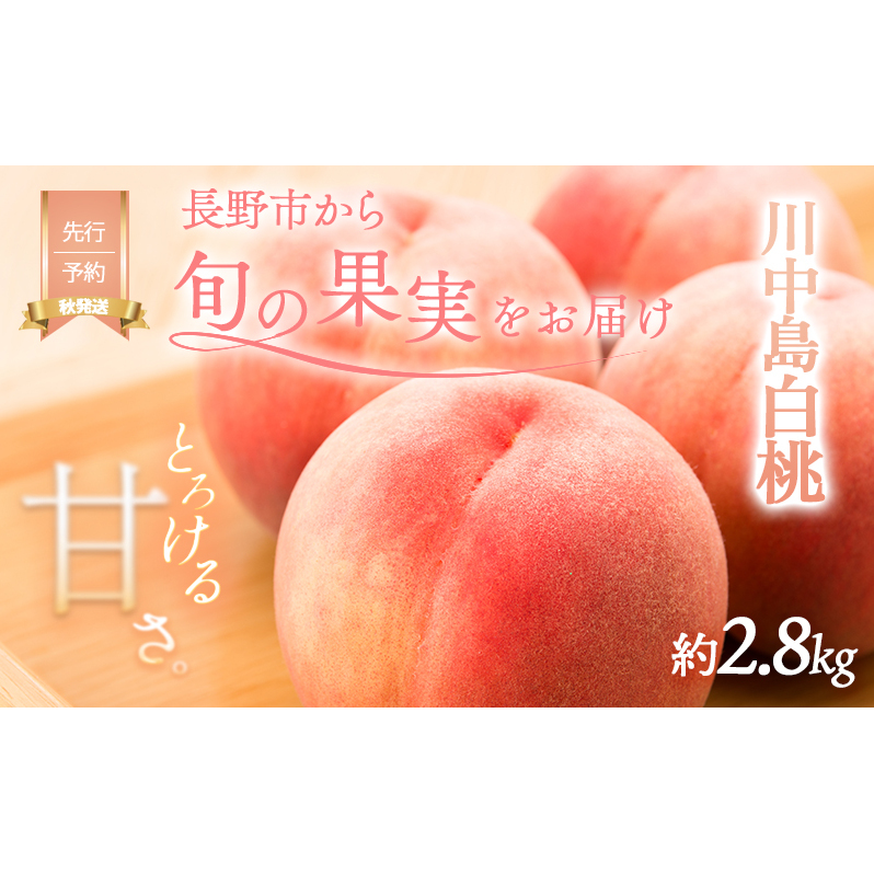 先行予約 川中島白桃 約2.8kg 糖度12度 オンライン決済限定 白桃 もも モモ フルーツ 果物 くだもの 旬のフルーツ デザート 信州 長野県 川中島産 長野 