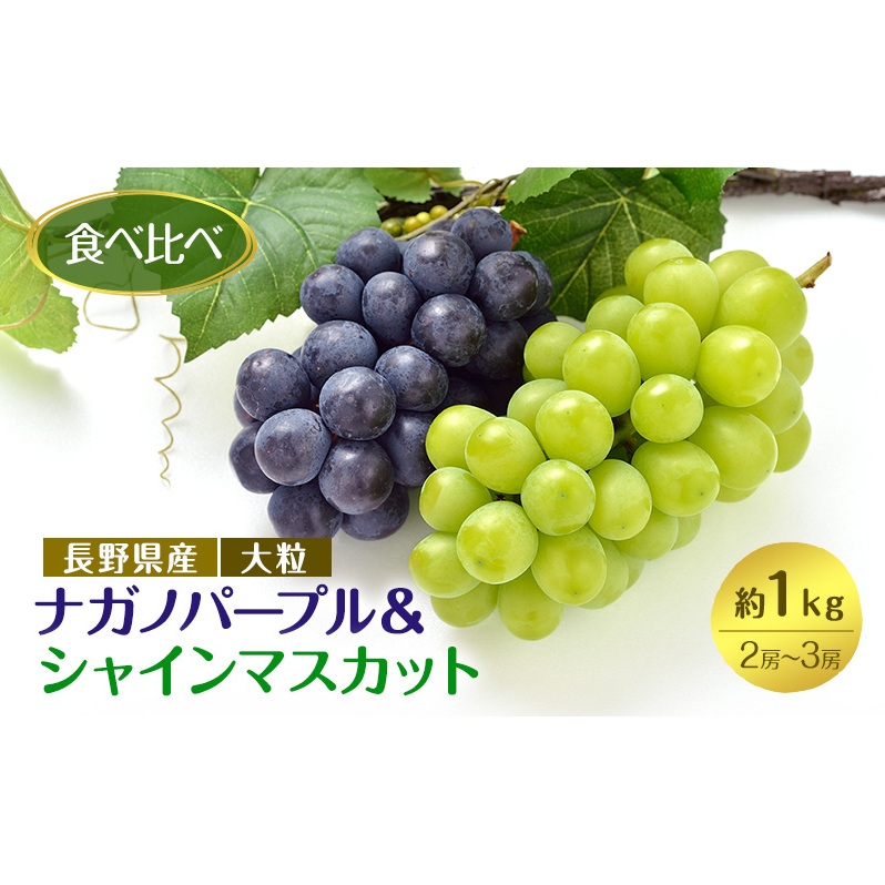 ぶどう 先行予約 長野市産 ナガノパープル ＆ シャインマスカット 食べ比べ セット 2～3房 約1kg 詰め合わせ シャイン マスカット ブドウ 葡萄 フルーツ 果物 巨峰 デザート 信州 2025年秋発送 