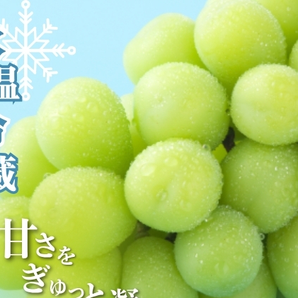 【2026年1月より順次発送】信州産冷蔵シャインマスカット 1房（600g以上）大粒＆大房 果物 ぶどう フルーツ みずみずしい 長野県産 食後 デザート 
