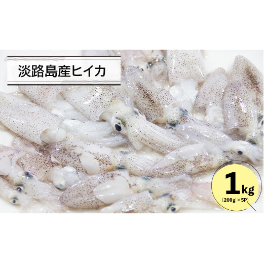 淡路島産ヒイカ 1キロ