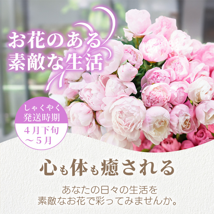 予約受付】那賀町産 しゃくやく 8本～10本【相生の花】【4月下旬～5月発送】生花 お花 花束 生け花 華道【生産者直送】シャクヤク 芍薬 プレゼント  贈り物 フラワーアレンジメント インテリア ドライフラワー 切り花 切花 MN-3 | 徳島県那賀町 | JRE MALLふるさと納税