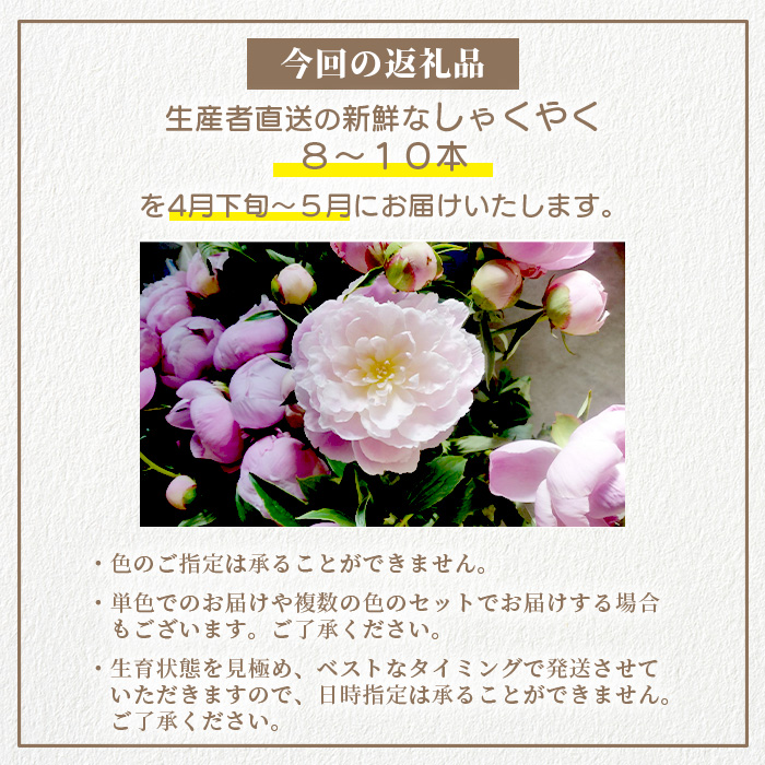 予約受付】那賀町産 しゃくやく 8本～10本【相生の花】【4月下旬～5月発送】生花 お花 花束 生け花 華道【生産者直送】シャクヤク 芍薬 プレゼント  贈り物 フラワーアレンジメント インテリア ドライフラワー 切り花 切花 MN-3 | 徳島県那賀町 | JRE MALLふるさと納税