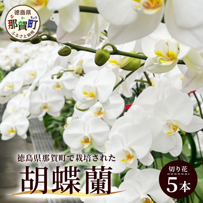 胡蝶蘭 5本(切り花 1本あたり5～7輪)［徳島県産 徳島県 那賀町 花 はな フラワー 胡蝶蘭 大輪 お祝い 祝い お祝い花 誕生日 結婚記念日 母の日 開店 開院 開局 合格 就任 周年 進発 栄転 昇格 還暦 喜寿 新築 仏花 お供え花 お悔み花 プレゼント 贈物 5本］【KN-1】
