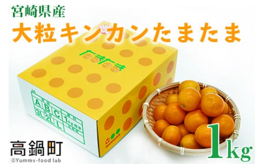＜宮崎県産【2024年数量限定】大粒 キンカン たまたま 化粧箱 1kg＞ ※2024年1月中旬～2月末迄に順次出荷します。