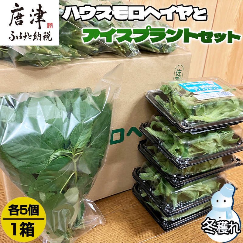 『先行予約』【12月上旬より順次発送】冬穫れハウスモロヘイヤ(100g×5袋)とアイスプラント(70g×5P)セット ネバネバ 高栄養価 プチプチ 新体験 定番おひたし 和洋中の各種スープ お肉・お魚のメイン料理の付け合わせ 色んなお料理のソースにも