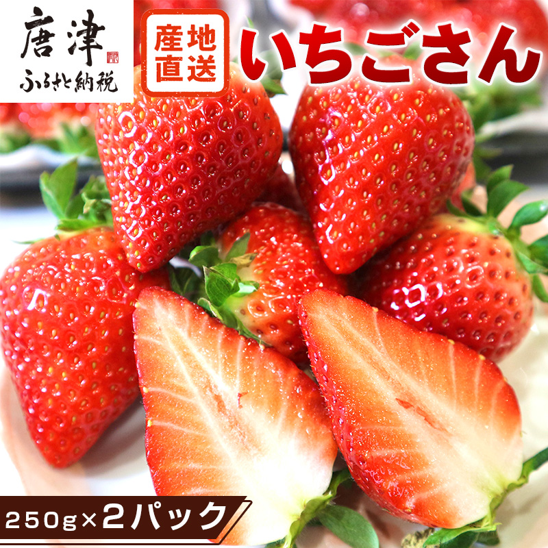『先行予約』【令和8年3月より順次発送】唐津産 いちごさん 約250g×2パック(合計約500g) 濃厚いちご 苺 イチゴ 果物 フルーツ
