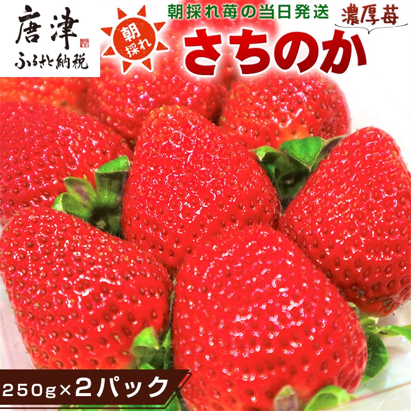 『先行予約』【令和8年2月より順次発送】濃厚苺 さちのか 250g×2パック(合計500g) 濃厚いちご 苺 イチゴ 果物 フルーツ ビタミン