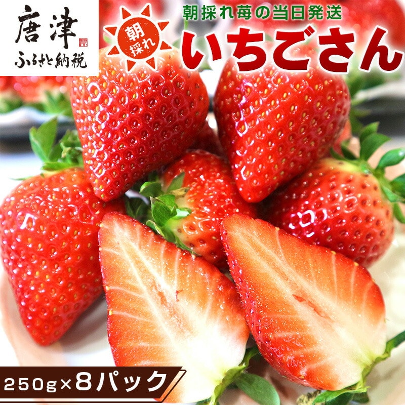 『先行予約』【令和8年4月より順次発送】唐津産 いちごさん 250g×8パック(合計2kg) 濃厚いちご 苺 イチゴ 果物 フルーツ
