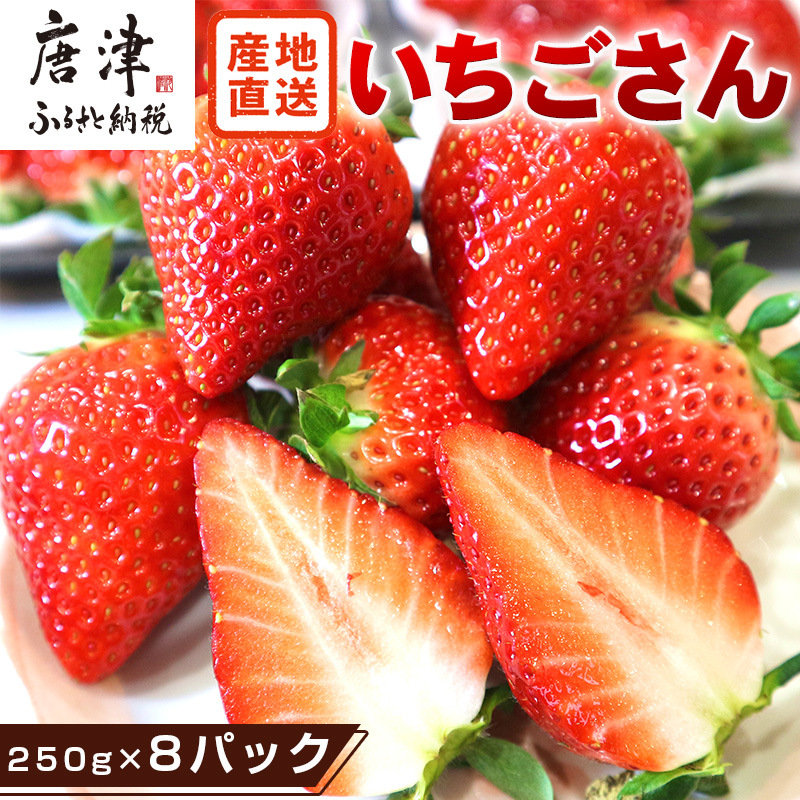 『先行予約』【令和8年4月より順次発送】唐津産 いちごさん 250g×8パック(合計2kg) 濃厚いちご 苺 イチゴ 果物 フルーツ