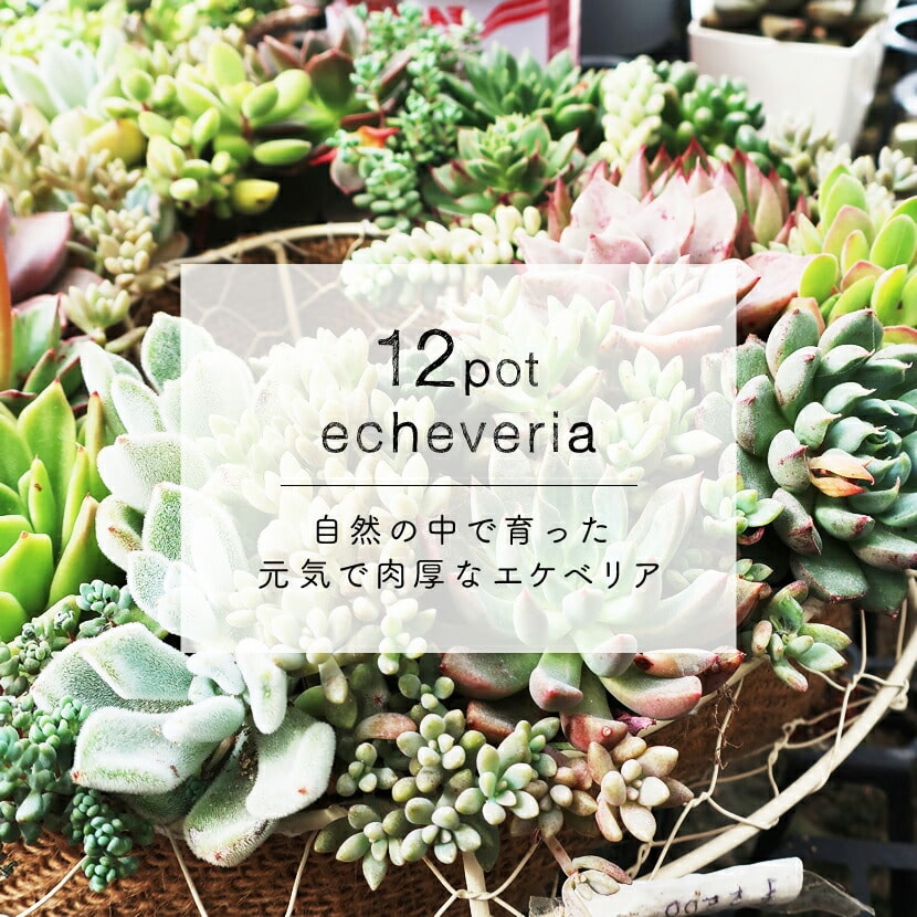 多肉植物エケベリア12ポット おまかせセット アソート 観葉植物 癒し「2024年 令和6年」 | 佐賀県唐津市 | JRE MALLふるさと納税