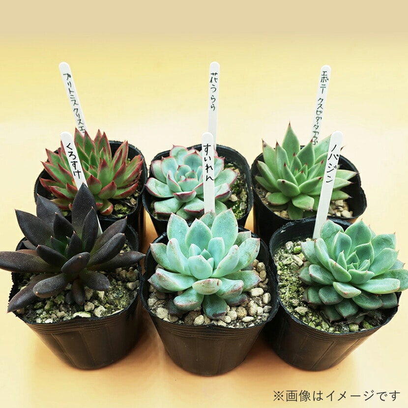 多肉植物エケベリア12ポット おまかせセット アソート 観葉植物 癒し「2024年 令和6年」 | 佐賀県唐津市 | JRE MALLふるさと納税