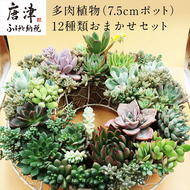 多肉植物エケベリア12ポット おまかせセット アソート 観葉植物 癒し「2024年 令和6年」 | 佐賀県唐津市 | JRE MALLふるさと納税