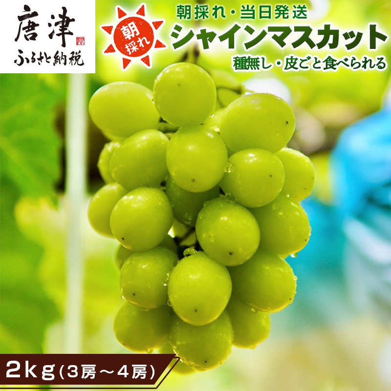 『先行予約』【令和8年9月上旬より順次発送】シャインマスカット2kg 3房～4房 葡萄 ぶどう 果物 フルーツ スイーツ