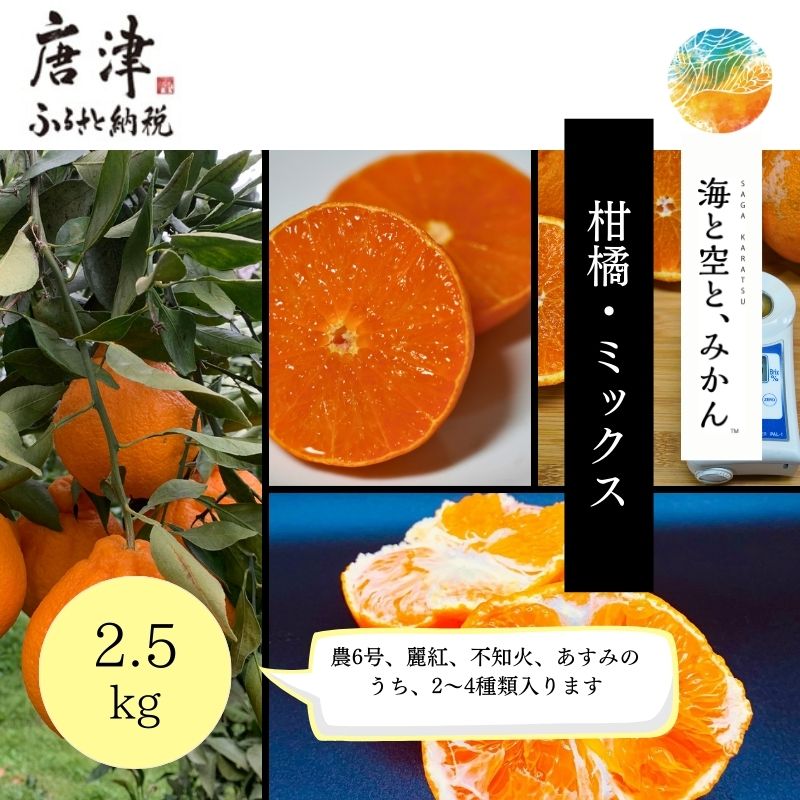 『先行予約』【令和8年1月中旬発送】唐津産ハウス育ち柑橘セット 2.5kg 手提げ箱 (麗紅・あすみ・不知火・農6号の中から2～4種) 品種おまかせ ～海と空と、みかん～ ミカン フルーツ 柑橘 ギフト