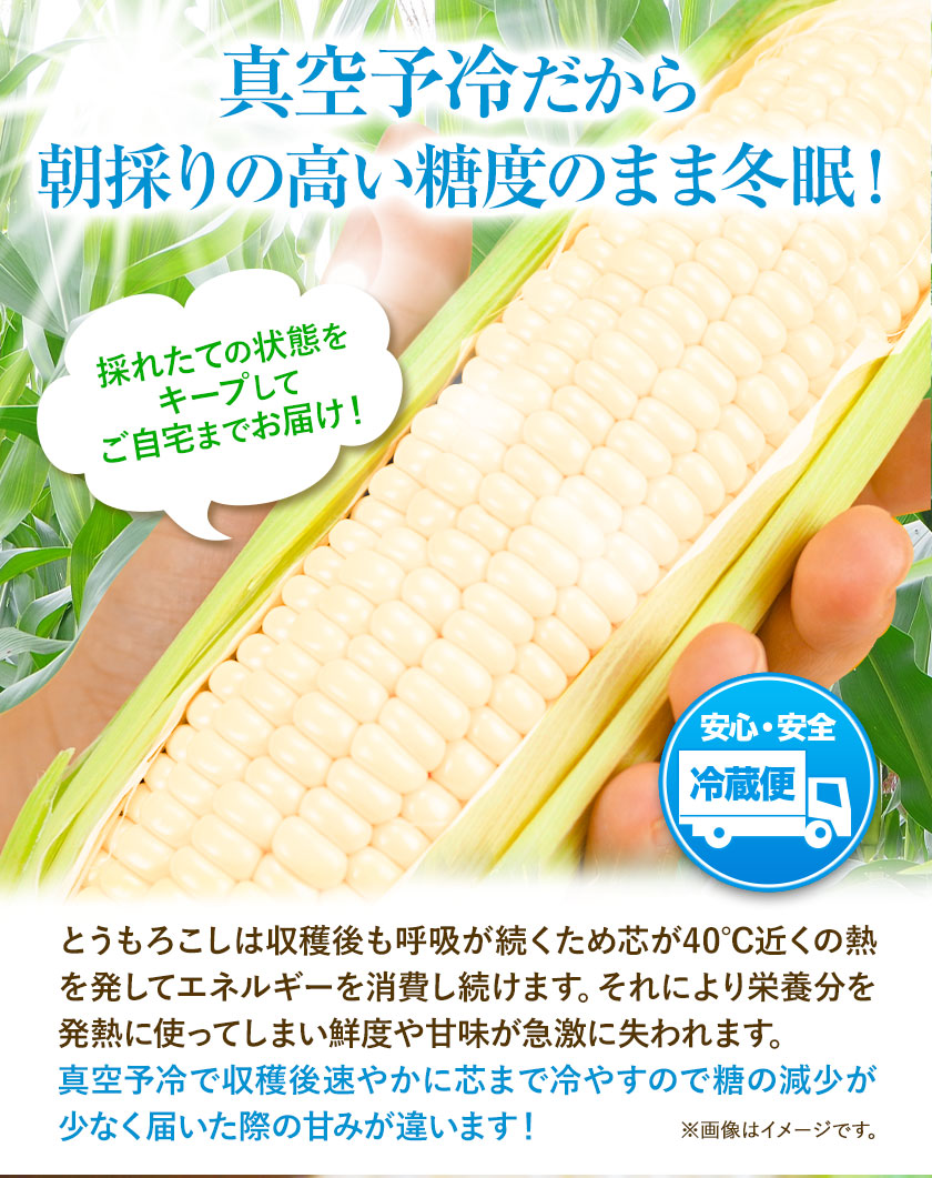 特大】 とうもろこし 極甘 ホワイトコーン 「 なよろホワイト 」 5kg 以上 11～13本 特大 サイズ《 7月 下旬- 9月 中旬頃出荷予定》 朝採れ  真空予冷 冷蔵 高糖度 夏野菜 セット 今が旬 トウモロコシ ギフト お中元 コーン---nayoro_loc_3_5k--- 北海道名寄市  JRE ...