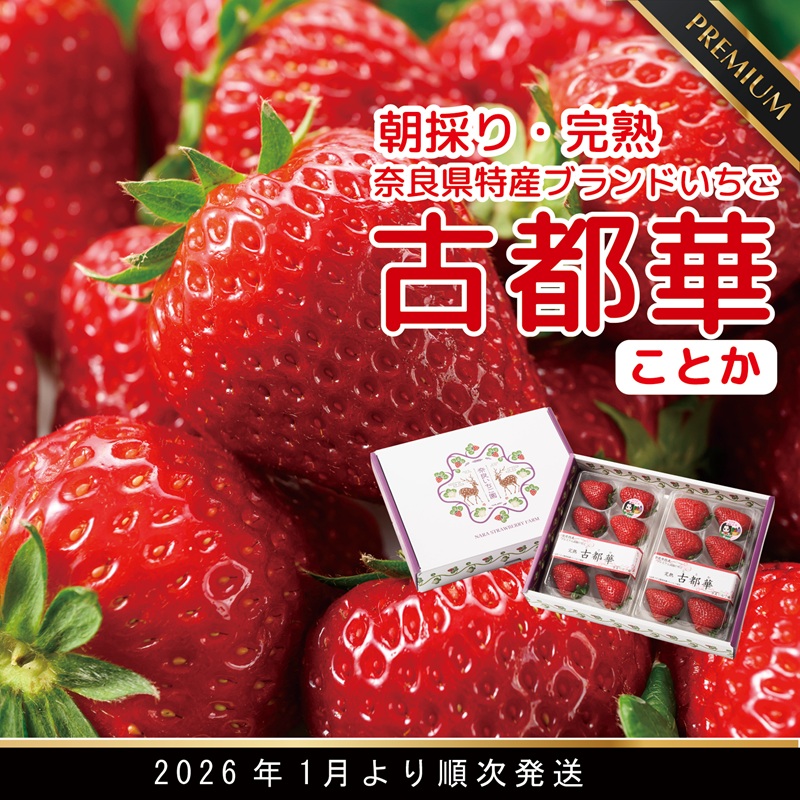 [1月発送]奈良県特産 高級ブランドいちご「古都華」// いちご イチゴ 古都華 フルーツ 果物 旬 限定 ブランド // いちご イチゴ 古都華 フルーツ 果物 旬 限定 ブランド 朝採り 完熟 いちご ことか イチゴ 先行予約 古都華 数量限定 古都華 甘い 先行受付 予約