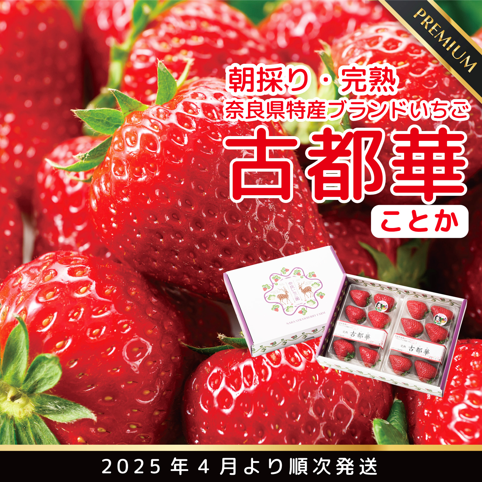 [12・1・2・3月発送]奈良県特産 高級ブランドいちご「古都華」旬の4ヶ月定期便// いちご イチゴ 古都華 フルーツ 果物 旬 限定 ブランド // いちご イチゴ 古都華 フルーツ 果物 旬 限定 ブランド 朝採り 完熟 いちご ことか イチゴ 先行予約 古都華 数量限定 古都華 甘い 先行受付 予約