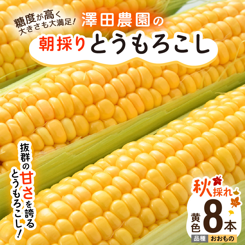 【先行予約】秋とうもろこし 8本 おおもの 黄色 朝採り ／ 期間限定 数量限定 ハウス栽培 産地直送 甘い スイートコーン とうもろこし 野菜 あわら ※2026年10月10日より順次発送 [aw039-a011]