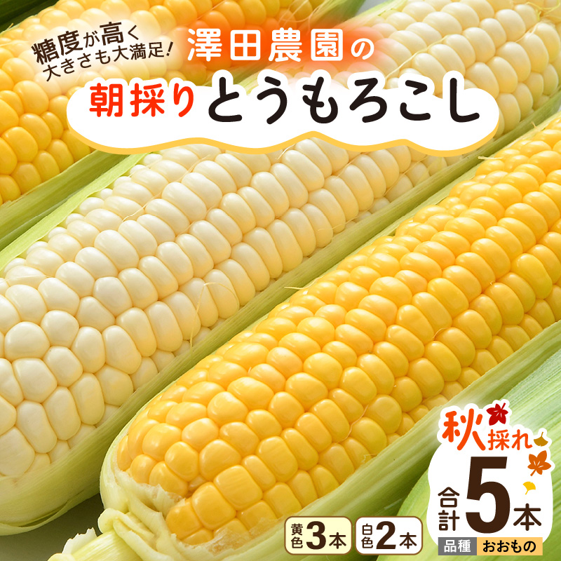 【先行予約】秋とうもろこし 黄色 白色 計5本 おおもの 朝採り ／ 期間限定 数量限定 ハウス栽培 産地直送 甘い ミックス スイートコーン 白い とうもろこし ホワイトコーン 野菜 あわら ※2025年10月10日より順次発送 [aw039-a014]