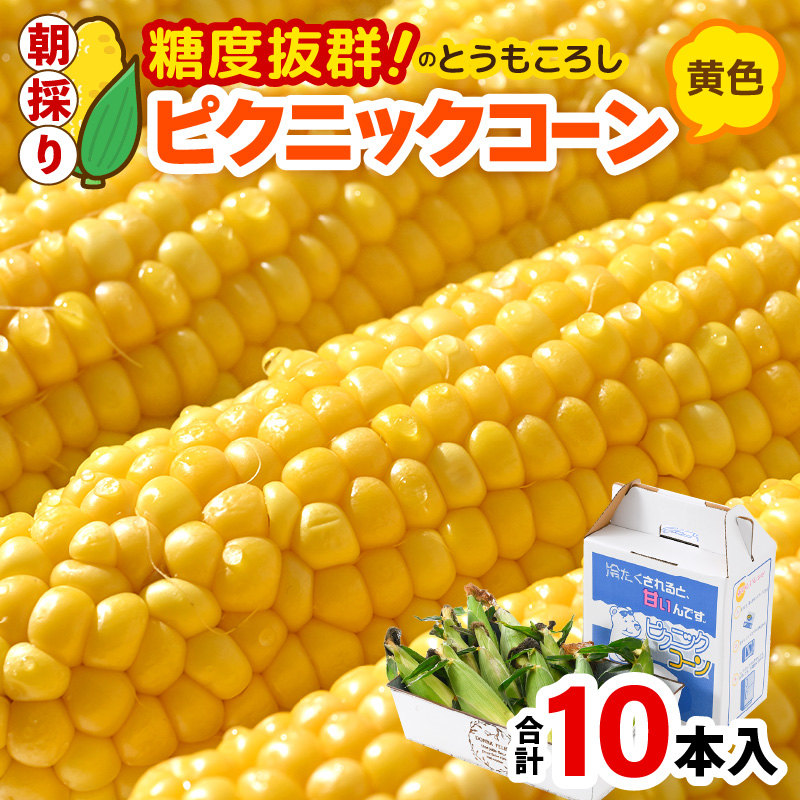 【先行予約】朝採り ピクニックコーン 黄色 10本入《生でも食べれる！希少品》 ／ 野菜 とうもろこし スイートコーン ※2026年6月上旬以降順次発送 [aw028-a007]