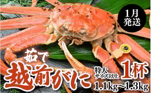 【先行予約】【1月発送限定】茹で越前がに 1杯 1.1kg～1.3kg《新鮮！茹でたてを発送》／ 高級 福井 ブランド ズワイガニ 黄色タグ ボイル 冷蔵 蟹 カニ 期間限定 【最終受付1月28日まで】※2026年1月上旬～2026年1月下旬で発送 [aw002-x004_01]