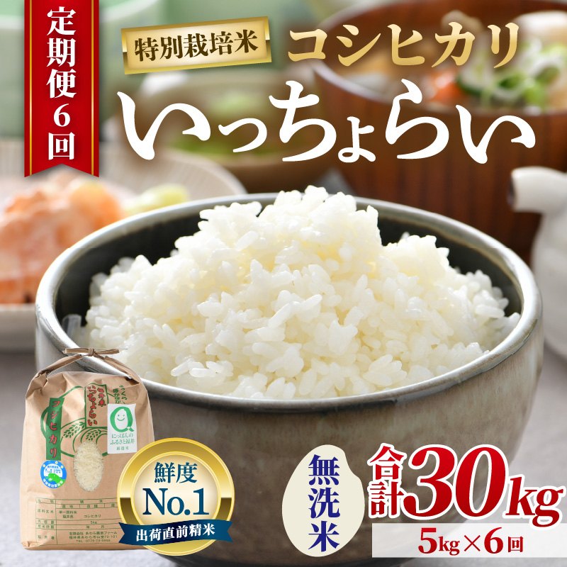 【令和7年産・新米】【一等米】《定期便6回》特別栽培米 いっちょらい 無洗米 5kg × 6回（計30kg） ／ 福井県産 ブランド米 コシヒカリ ご飯 白米 新鮮 大賞 受賞 [aw012-i002]
