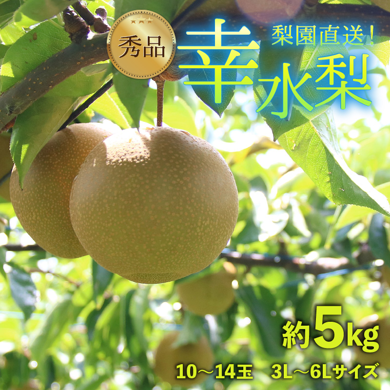 【先行予約】上野梨園の幸水梨 10～14玉入 約5kg  3L～6L【秀品】《数量限定》梨園直送！ / 期間限定 果物 フルーツ 農家直送 シャキシャキ もぎたて 旬 お取り寄せ ※2026年8月下旬より順次発送 [aw077-a012]