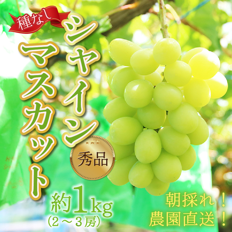 【先行予約】【種なし】上野梨園のシャインマスカット 約1kg【朝採れ】【秀品】 農園直送【上野の葡萄】 / ぶどう フルーツ 果物 くだもの 贈答 お土産 種なし 旬 皮ごと食べる 　美容 ぶどう狩り 巨峰に負けない 爽やかな甘さ 大粒 新鮮 朝採れ 厳選 ※2025年9月上旬より順次発送 [aw077-a005]