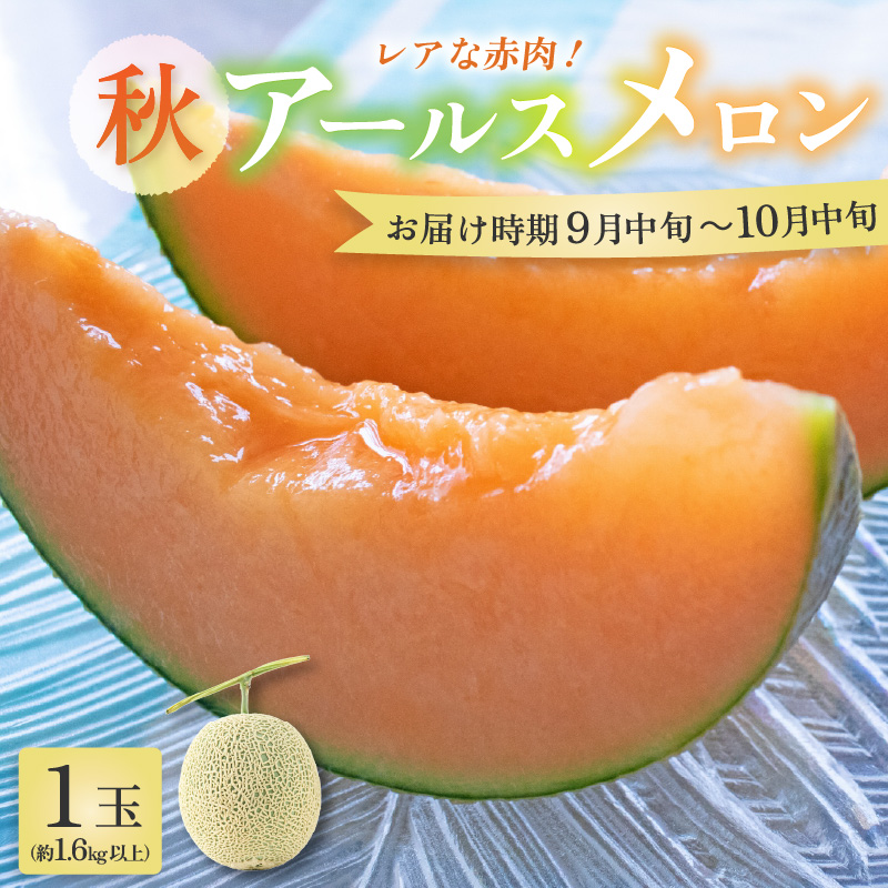 【先行予約】【赤肉】秋 アールスメロン 1玉（約1.6kg以上） 高級メロン！ ／ マスクメロン 大玉 果物 フルーツ 夏 ギフト 農家直送 ※2025年9月中旬以降発送 [aw065-a010]