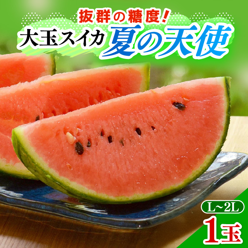 【先行予約】大玉スイカ「夏の天使」 1玉入 （L～2L ）抜群の糖度で甘い！／ 期間限定 果物 フルーツ 西瓜 産地直送 ※2026年7月中旬より順次発送 [aw003-a002]