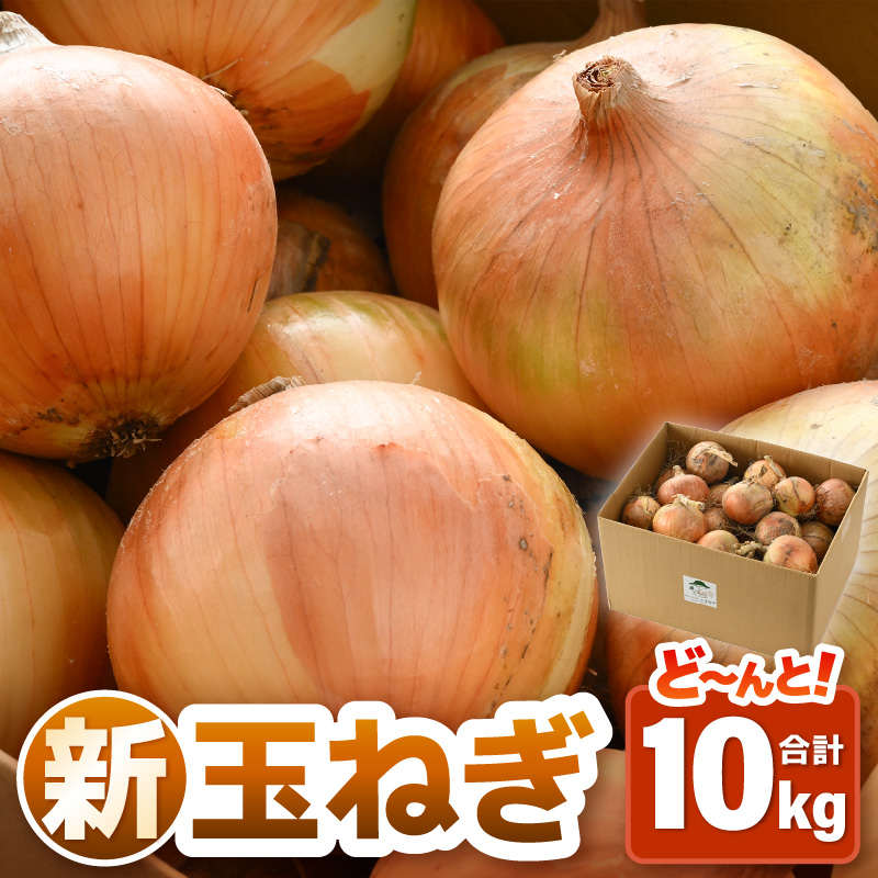 【先行予約】採れたて 新玉ねぎ 10kg（サイズ S M L ミックス）田んぼで育てた甘くて柔らか自慢の玉ねぎ！／ 常備 野菜 玉葱 たまねぎ 玉ネギ 甘い ※2026年6月以降順次発送予定 [aw056-a020]