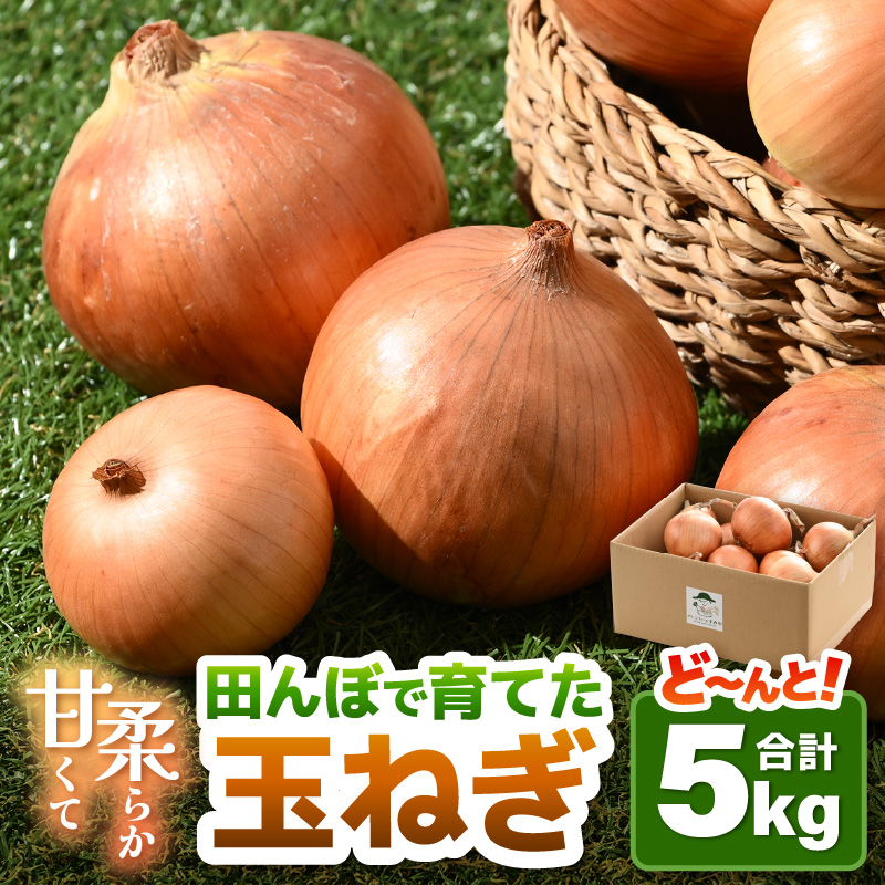 【先行予約】玉ねぎ 5kg（サイズ S M L ミックス）田んぼで育てた甘くて柔らか自慢の玉ねぎ！／ 野菜 万能 料理 常備 玉葱 BBQ たまねぎ 玉ネギ サラダ スープ ※2026年7月上旬より順次発送予定 [aw056-a021]