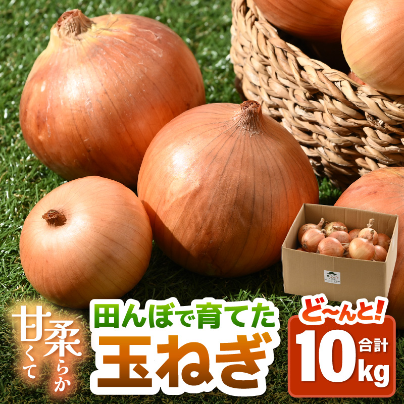 【先行予約】玉ねぎ 10kg（サイズ S M L ミックス）田んぼで育てた甘くて柔らか自慢の玉ねぎ！／ 野菜 万能 料理 常備 玉葱 BBQ たまねぎ 玉ネギ サラダ スープ ※2026年7月上旬より順次発送予定 [aw056-a022]