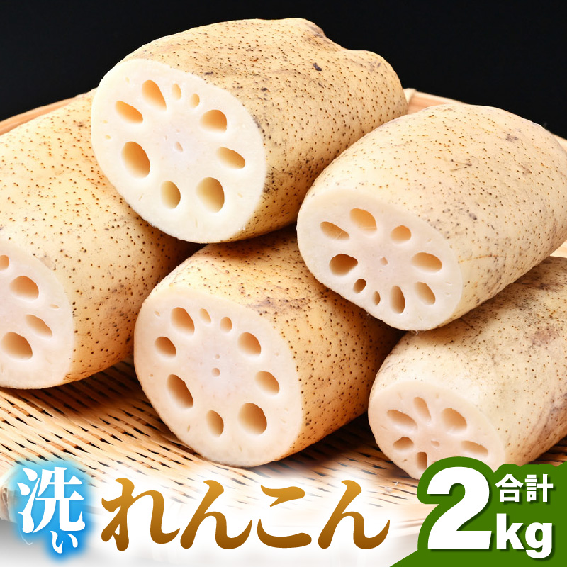 【先行予約】洗いれんこん 2kg 《発送直前に収穫してお届け！》 シャキっとした歯触り！ ／ 有機肥料 低農薬 蓮根 レンコン 野菜 根菜 正月 ※2025年11月中旬以降順次発送予定 [aw056-a012]