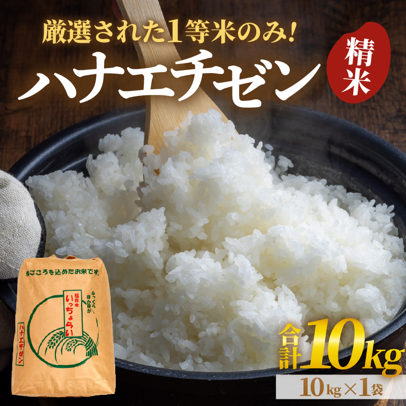 【令和7年産・新米】【一等米】ハナエチゼン 精米 10kg ×1袋《発送直前精米！》 ／ 福井県産 ブランド米 ご飯 白米 お米 コメ 新鮮 大賞 受賞 新米 [aw012-b012]