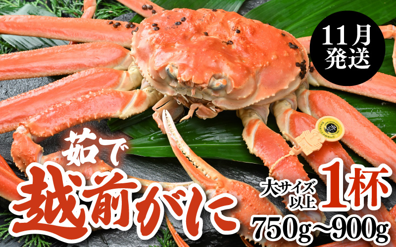 [先行予約][11月発送限定]茹で越前がに 1杯 750g〜900g(大サイズ以上)[新鮮!茹でたてを発送]/ 高級 福井 ブランド ズワイガニ 黄色タグ ボイル 冷蔵 蟹 カニ 期間限定 [最終受付11月25日まで]※2025年11月解禁日〜2025年11月下旬の間で発送 [aw002-x003_11]