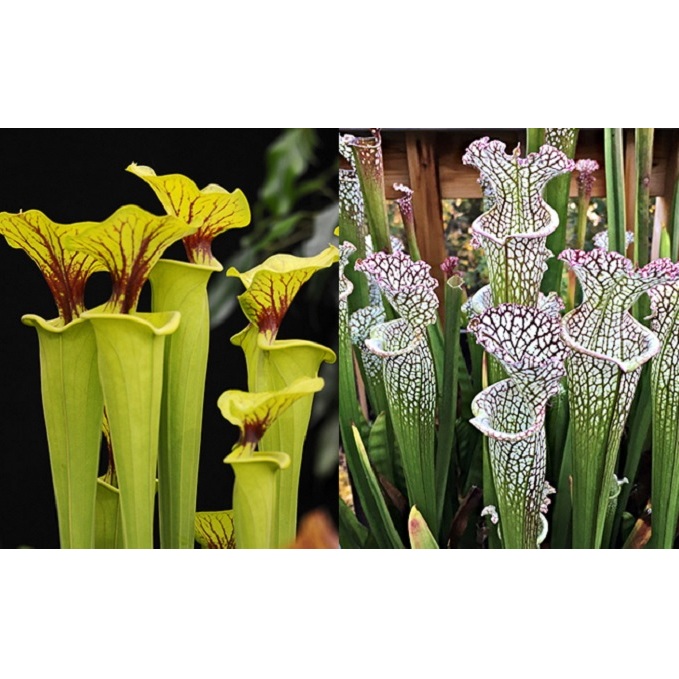 食虫植物 サラセニア苗 2種2鉢セット 広島県安芸高田市 JRE MALLふるさと納税