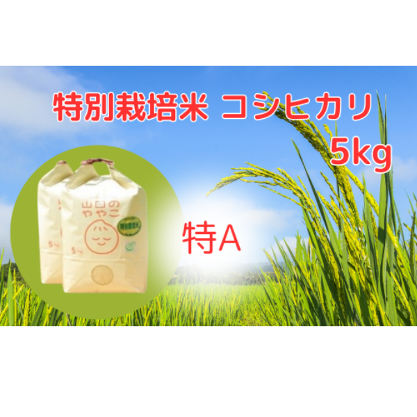 令和5年『山田のややこ』特別栽培米コシヒカリ 精米 5kg＜茨城県共通返礼品・河内町産＞【令和4年産米の食味ランキング 特A受賞 お米 ごはん 米  白米 ご飯 コシヒカリ JGAP認証 自然堆肥 特別栽培米 厳選米 人気 茨城県産 龍ヶ崎市産 農家直送 産地直送 精米 国産 ...